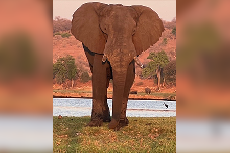 Here's an alt tag for the image: Large African elephant by river.