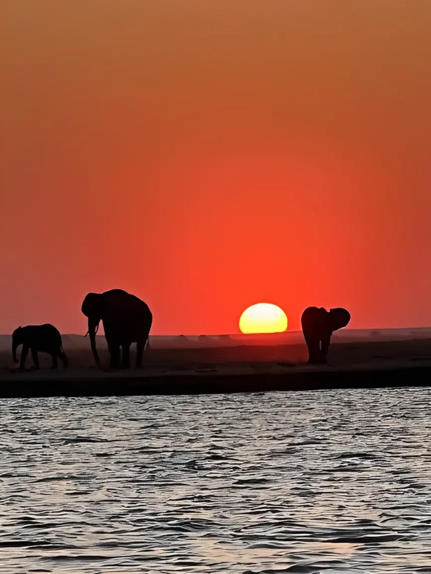 A group of elephants walking across the water at sunset.