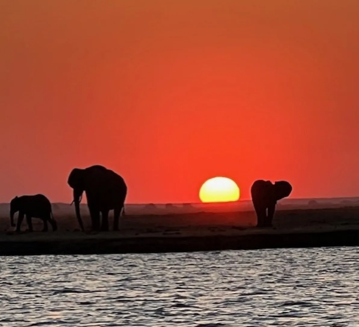 Elephant family silhouetted at sunset.